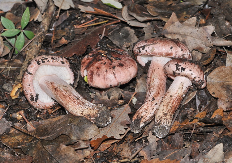 Escursione del tardo autunno nelle colline chiantigiane